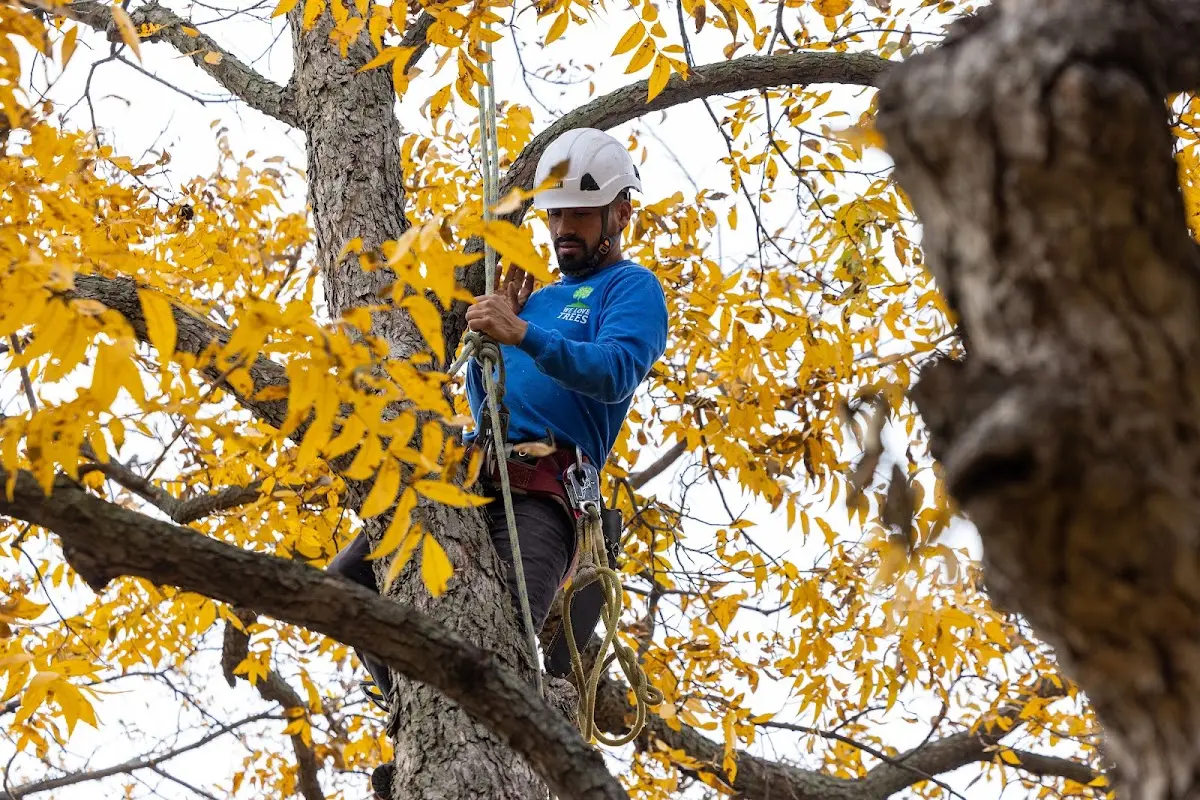 Skilled Storm Damage Cleanup crew working in Thayer